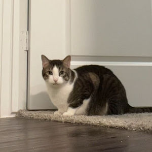 Meet your Posher, Freesia